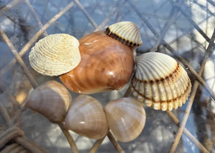 Luxury Seaside With Jacuzzi And Sauna - 10 Gardens - & Relax Croatia * Privlaka (Zadar)